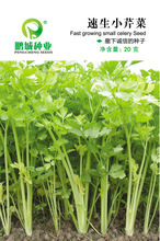 【香芹蔬菜種子】香芹蔬菜種子價格/圖片_香芹蔬菜種子批發(fā)/采購_香芹蔬菜種子廠家/供應(yīng)商