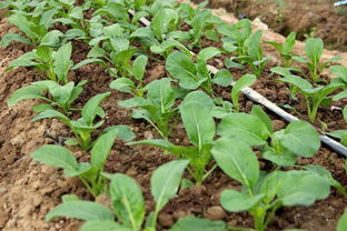 鑒賞新優品種丨上千個優良新品種匯聚種業小鎮會場