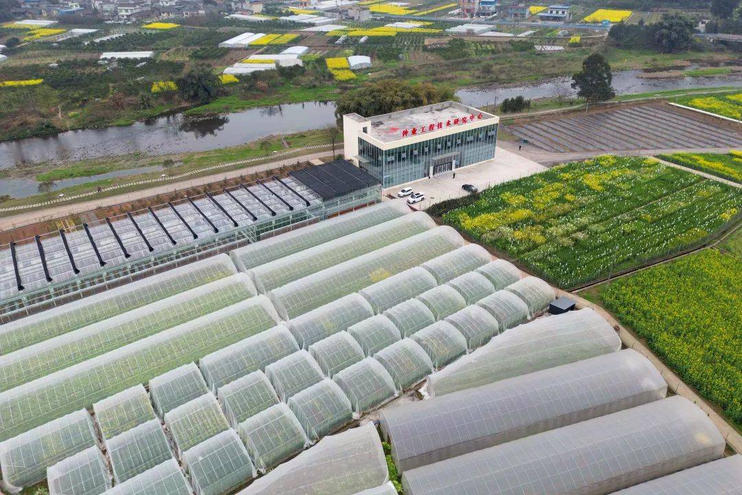 市中區(qū):城鄉(xiāng)融合發(fā)展 嘉州先行_建設(shè)_種業(yè)_農(nóng)業(yè)