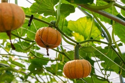 種業博覽會看上的瓜果蔬菜 走,隔壁地里有現貨